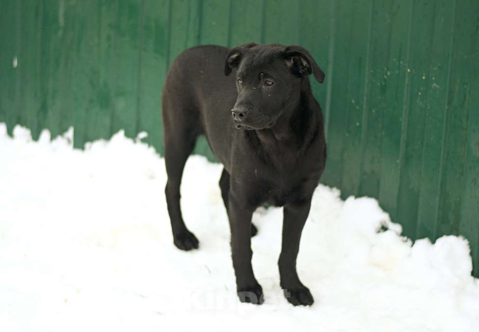 Собаки в Москве: щенок Грей ищет семью Мальчик, Бесплатно - фото 3