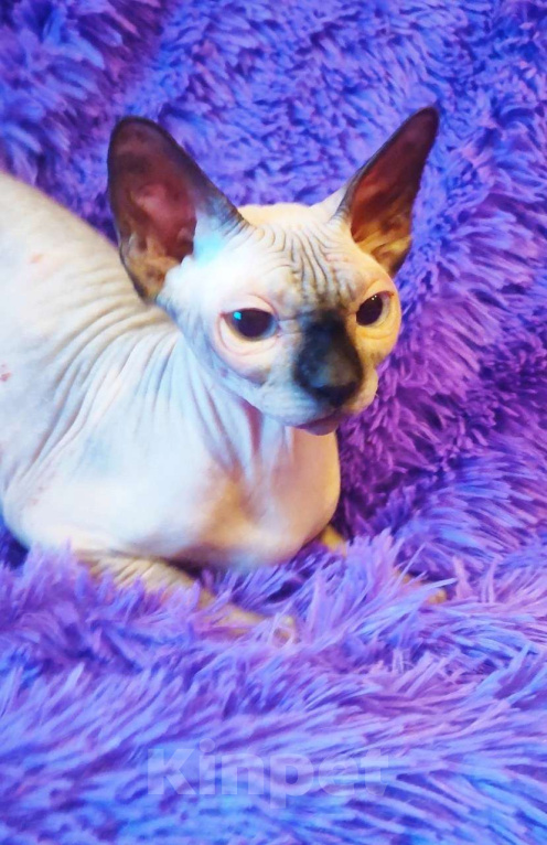 Кошки в Москве: Молодая кошечка Девочка, Бесплатно - фото 1