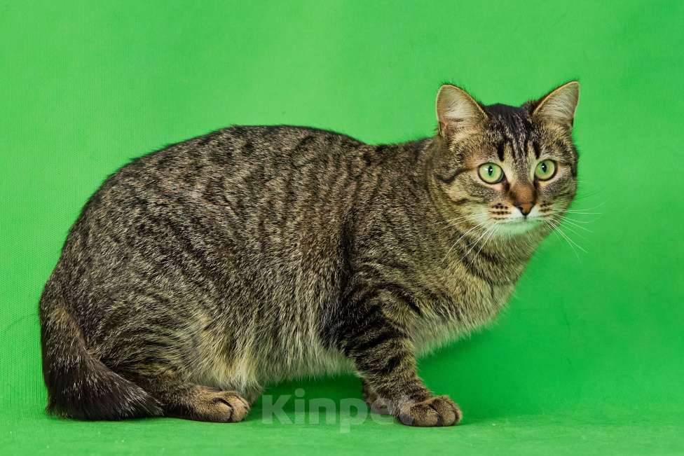 Кошки в Москве: Молодая, ласковая кошка Пикси в добрые руки Девочка, Бесплатно - фото 4