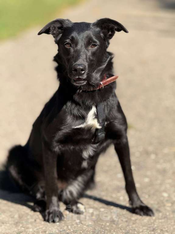 Собаки в Москве: Малышка Мята в добрые руки Девочка, Бесплатно - фото 2