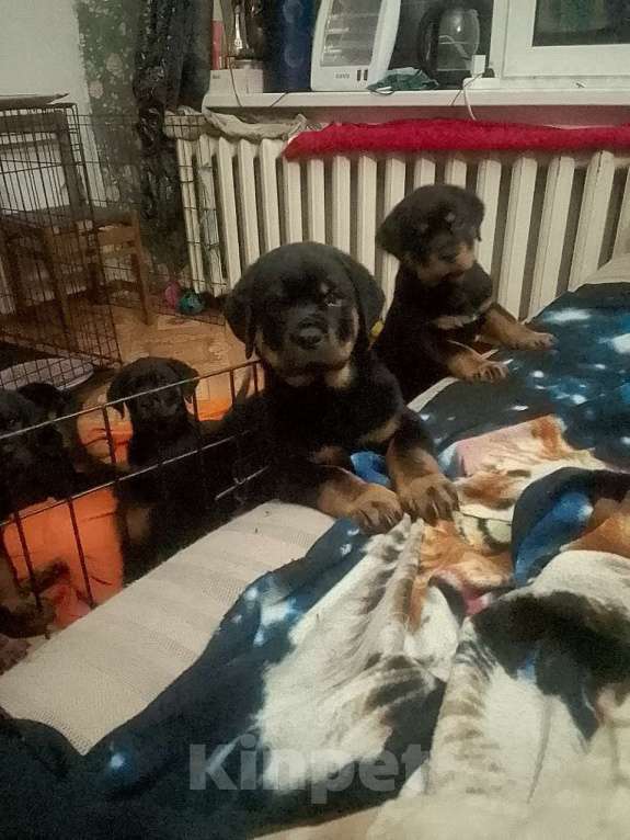 Собаки в Курске: Щенок ротвейлера Мальчик, 25 000 руб. - фото 1