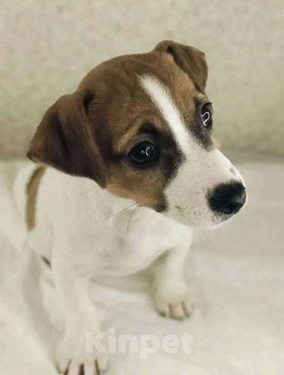 Собаки в Москве: Продам щенка джек рассел терьер девочка Девочка, 30 000 руб. - фото 3