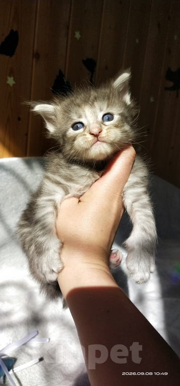 Кошки в Челябинске: 🔥🔥🔥 КОТЯТА МЕЙН-КУН ПОЛИДАКТ ПИТОМНИК 🔥🔥🔥 Разнополые, 5 000 руб. - фото 10