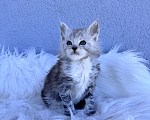 Кошки в Кудрово: Котенок мейн-кун, мальчик , шейдед линия Мальчик, Бесплатно - фото 3