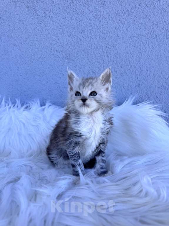 Кошки в Кудрово: Котенок мейн-кун, мальчик , шейдед линия Мальчик, Бесплатно - фото 3