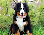 Собаки в Москве: Щенок Бернского Зенненхунда Мальчик, Бесплатно - фото 1