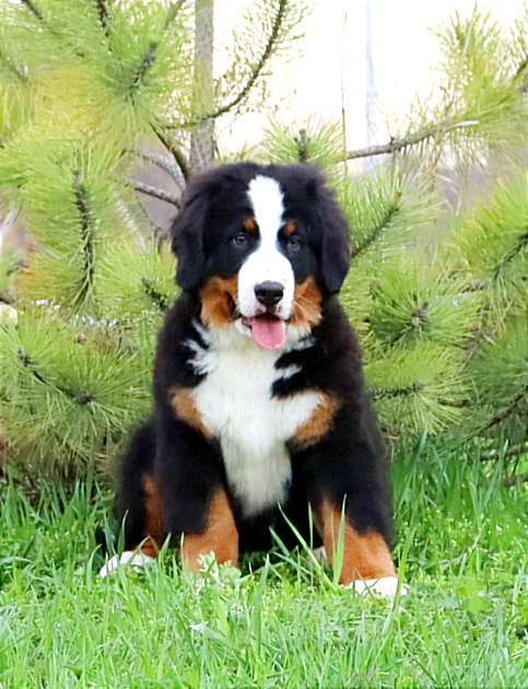Собаки в Москве: Щенок Бернского Зенненхунда Мальчик, Бесплатно - фото 1