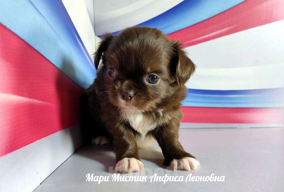 Собаки в Санкт-Петербурге: Длинношерстная девочка чихуахуа Анфиса Девочка, 100 000 руб. - фото 2