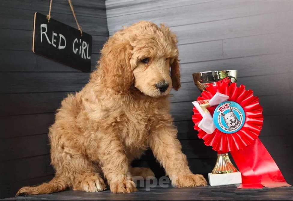 Собаки в Звенигороде: Девочка королевский пудель(красный ошейник) Девочка, 60 000 руб. - фото 4