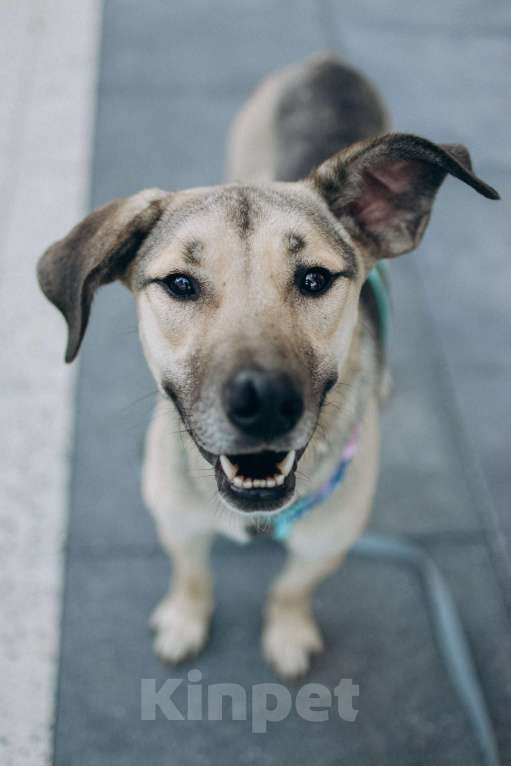 Собаки в Москве: Эсми- девочка противоречие 💕 Девочка, Бесплатно - фото 4