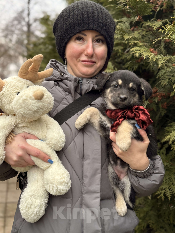 Собаки в Москве: Красивые щенки 2 мес в дар! Дайте шанс стать домашними! Девочка, Бесплатно - фото 2