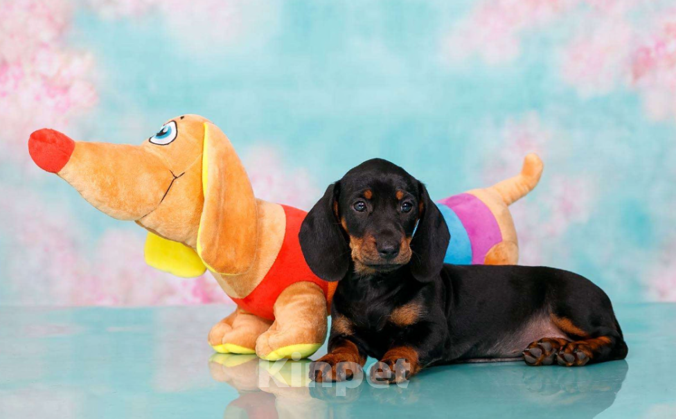 Собаки в Москве: Стандартная девочка такса Девочка, 50 000 руб. - фото 4