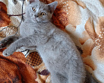 Кошки в Ростове-на-Дону: Британский котёнок Девочка, 3 000 руб. - фото 2