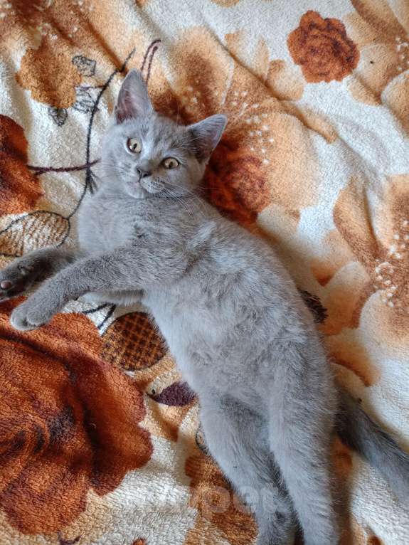 Кошки в Ростове-на-Дону: Британский котёнок Девочка, 3 000 руб. - фото 2