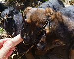 Собаки в Бахчисарае: Бобик Мальчик, Бесплатно - фото 5
