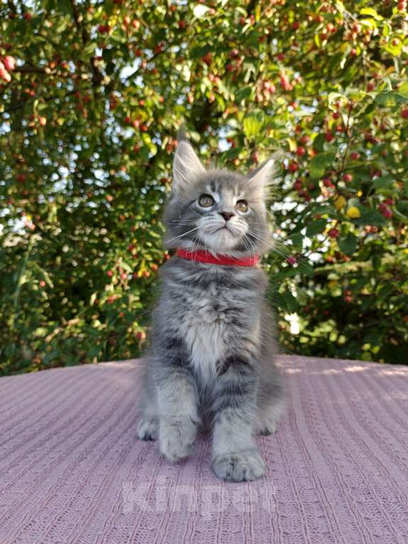 Кошки в Ярославле: Котёнок Мейн кун Девочка, 60 000 руб. - фото 2