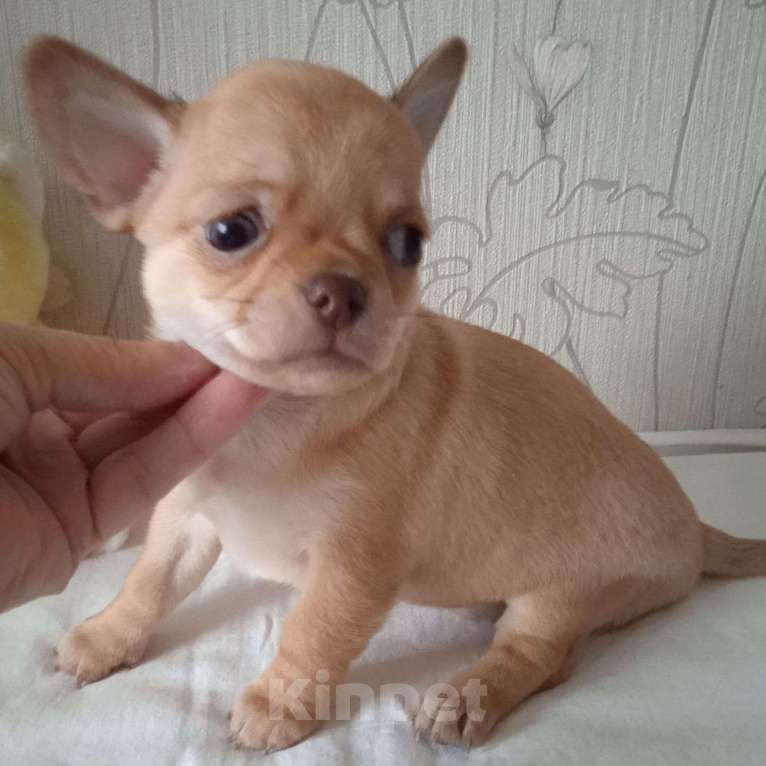 Собаки в Пензе: Чихуахуа девочка Девочка, 25 000 руб. - фото 2