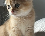 Кошки в Москве: Шотландский вислоухий котенок Девочка, Бесплатно - фото 4