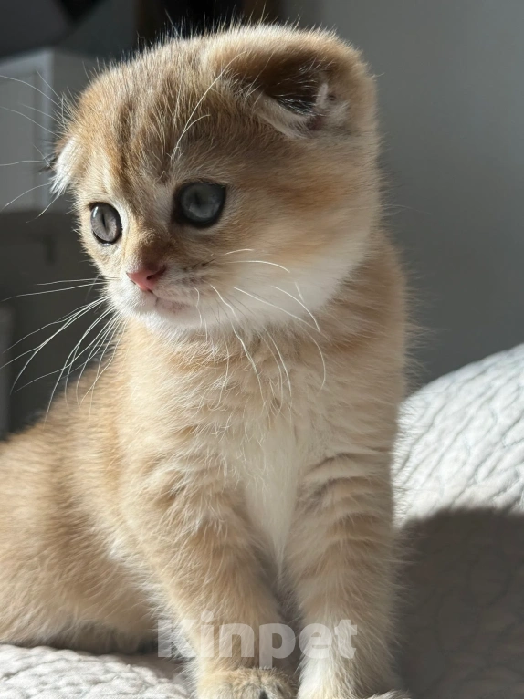 Кошки в Москве: Шотландский вислоухий котенок Девочка, Бесплатно - фото 4
