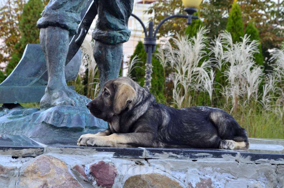 Собаки в Тамбове: Мастиф щенки Девочка, 50 000 руб. - фото 3