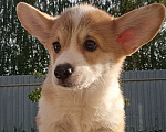 Собаки в Можайске: Вельш-корги пемброк Мунлав Кабернисэтта Девочка, 70 000 руб. - фото 1