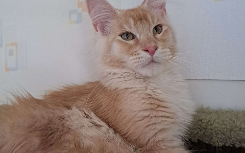 Котята породы мейн-кун