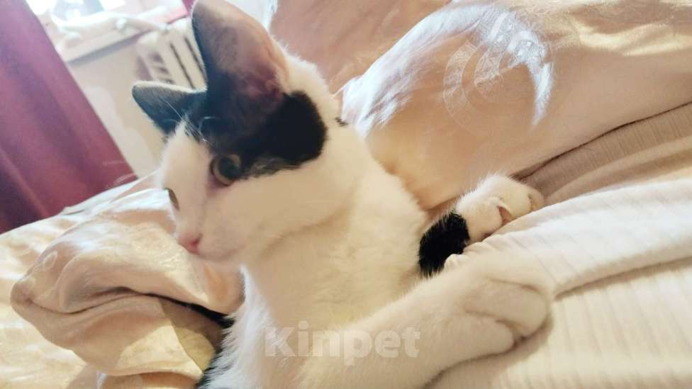 Кошки в Москве: Молодая ласковая Зая 5 мес Девочка, Бесплатно - фото 2