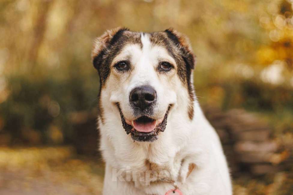 Собаки в Москве: Лана ищет дом Девочка, Бесплатно - фото 6