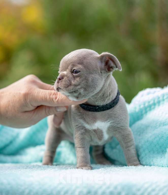 Собаки в Ижевске: Slon Мальчик, 65 000 руб. - фото 7