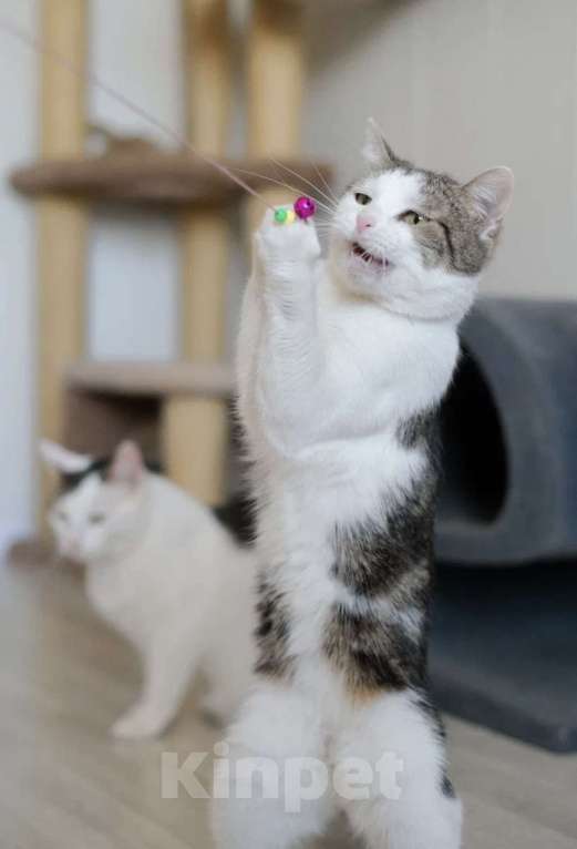 Кошки в Санкт-Петербурге: Герда из приюта Девочка, Бесплатно - фото 3