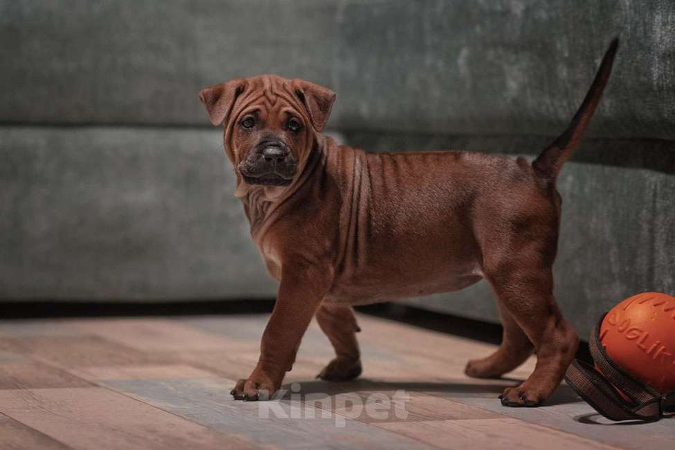 Собаки в Перми: Щенок тайского риджбека Мальчик, 80 000 руб. - фото 2