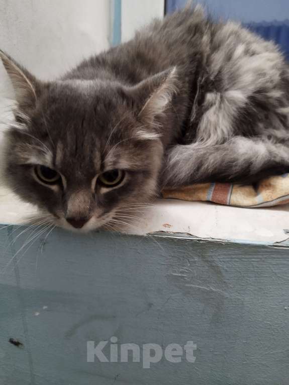 Кошки в Екатеринбурге: Найден красивый молодой котик Мальчик, Бесплатно - фото 4