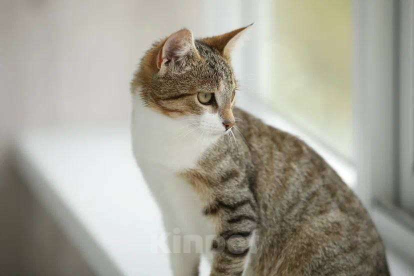 Кошки в Москве: котенок Максик ещет дом Мальчик, Бесплатно - фото 6