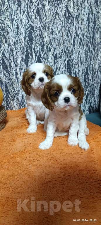 Собаки в Ярославле: щенки Кавалер Кинг Чарльз спаниель Девочка, 80 000 руб. - фото 3