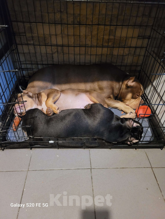 Собаки в Санкт-Петербурге: Щенок Американский Булли Мальчик, Бесплатно - фото 7