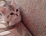 Кошки в других городах Волгоградской области: Шотландский котёнок Мальчик, 3 000 руб. - фото 1