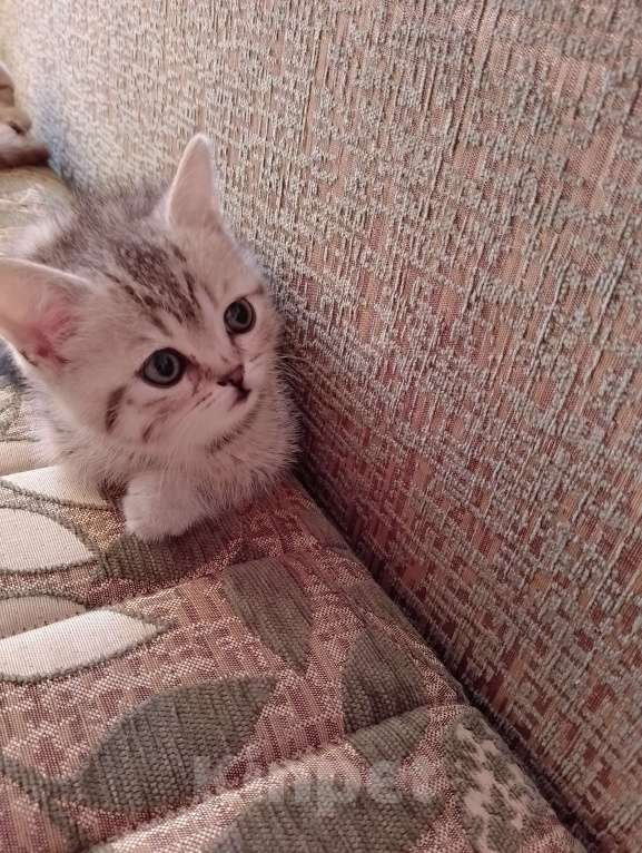 Кошки в других городах Волгоградской области: Шотландский котёнок Мальчик, 3 000 руб. - фото 1