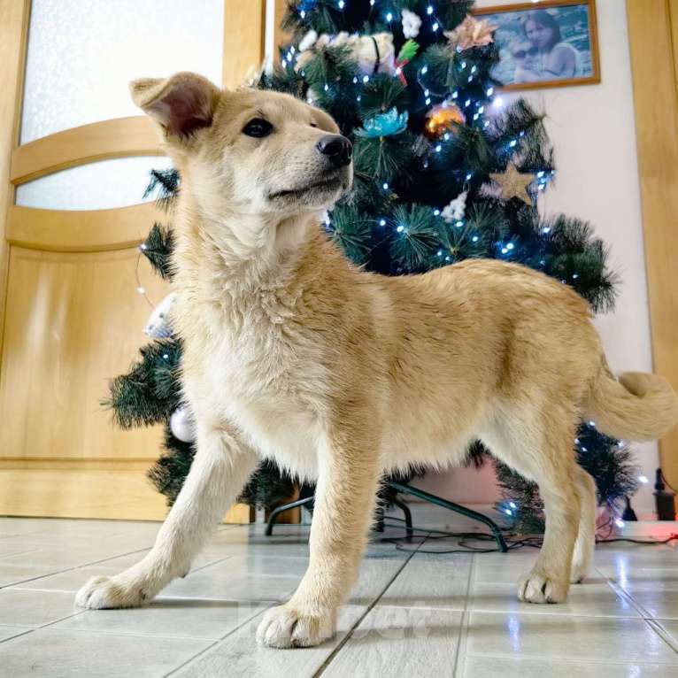 Собаки в Санкт-Петербурге: Щенок девочка в добрые руки! Девочка, Бесплатно - фото 7