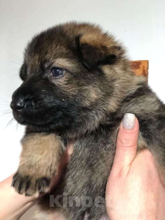 Собаки в Сургуте: Немецкая овчарка рабочего разведения Мальчик, 50 000 руб. - фото 1