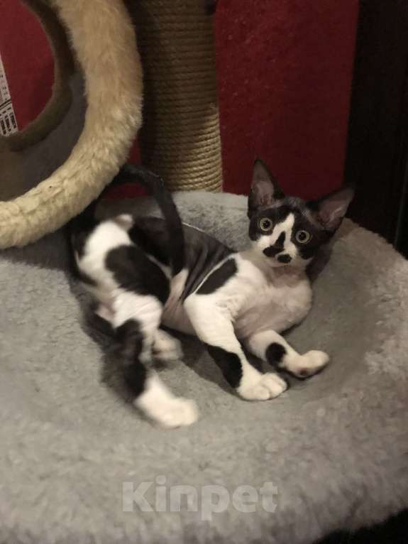 Кошки в Москве: Котята Девон рекс Девочка, 50 000 руб. - фото 5