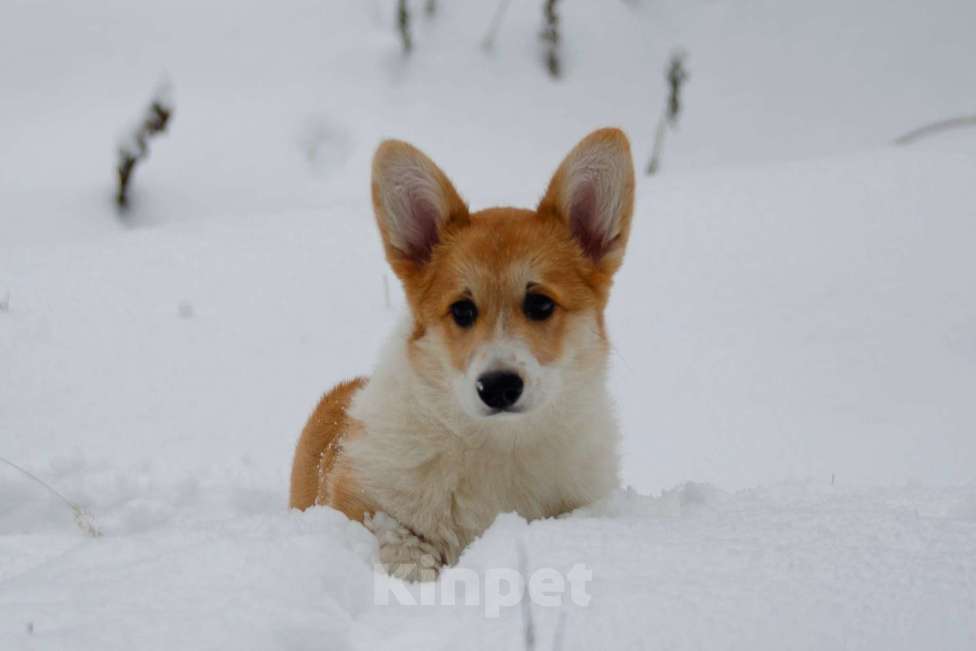 Собаки в Твери: Щенок Вельш Корги Пемброк  Девочка, 40 000 руб. - фото 3