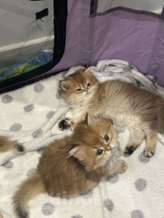 Кошки в других городах Московской области: Британские длинношерстные котята Мальчик, 50 000 руб. - фото 1