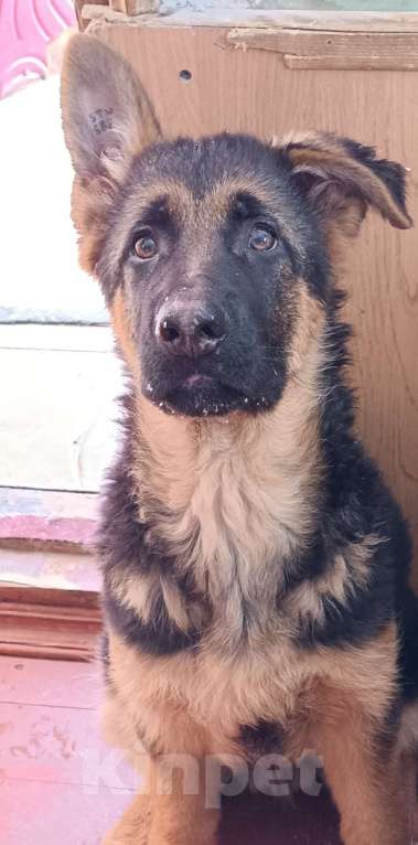 Собаки в Кемерово: Продам щенка немецкой овчарки Девочка, Бесплатно - фото 5