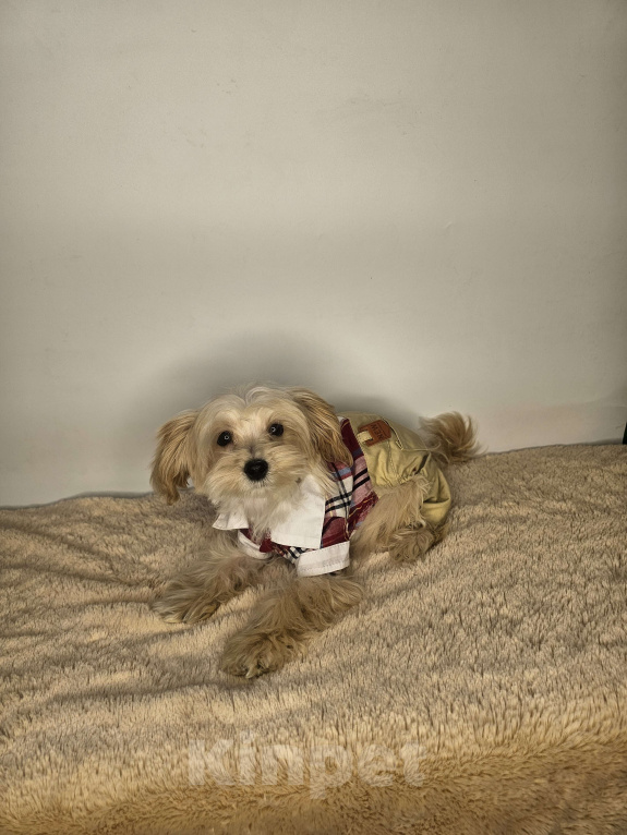 Собаки в Москве: Мальтипу щенок мальчик Мальчик, 60 000 руб. - фото 4