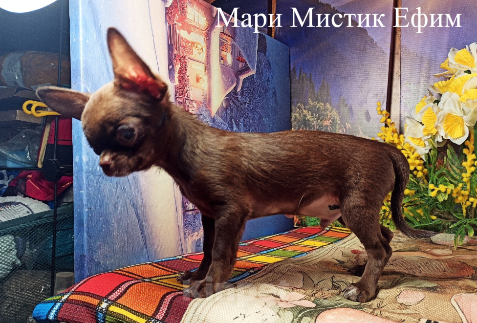 Собаки в Санкт-Петербурге: Мини малыш чихуахуа вес 1 кг окрас шоколад Мальчик, 150 000 руб. - фото 7
