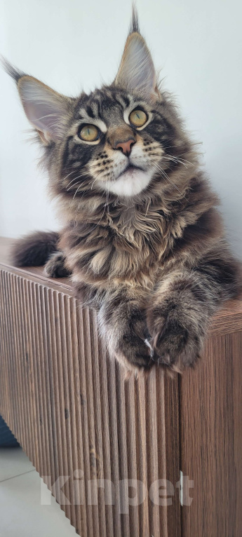 Кошки в Москве: Котенок мейн-кун чёрный мрамор Мальчик, 65 000 руб. - фото 6