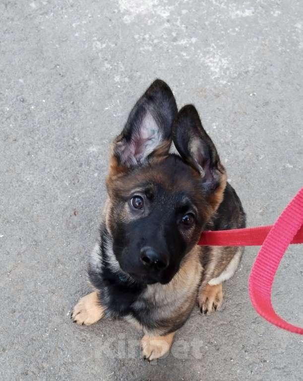 Собаки в Армавире: Щенок немецкой овчарки рабочего разведения  Мальчик, 25 000 руб. - фото 6