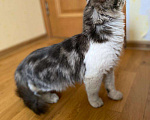 Кошки в Москве: Котик для души Зефир Мальчик, Бесплатно - фото 3