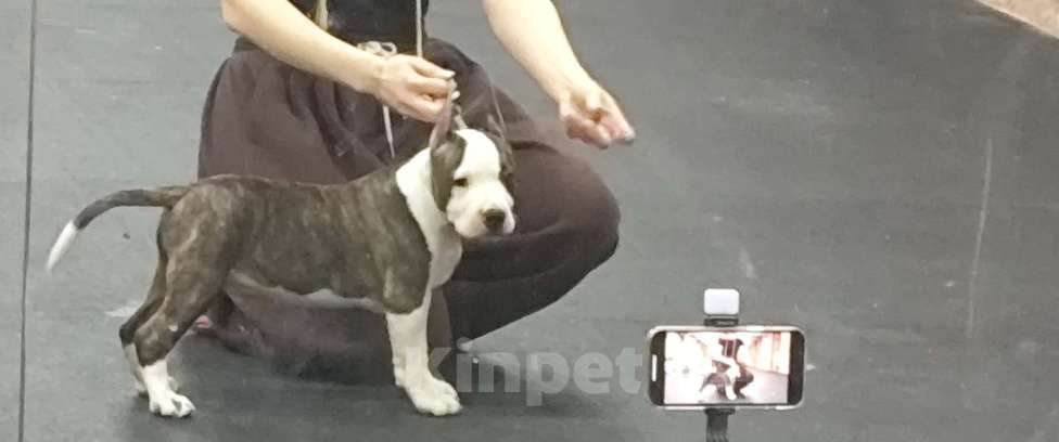 Собаки в Москве: Яркий уютный Сахарок для самого любящего сердца. Мальчик, 110 000 руб. - фото 2