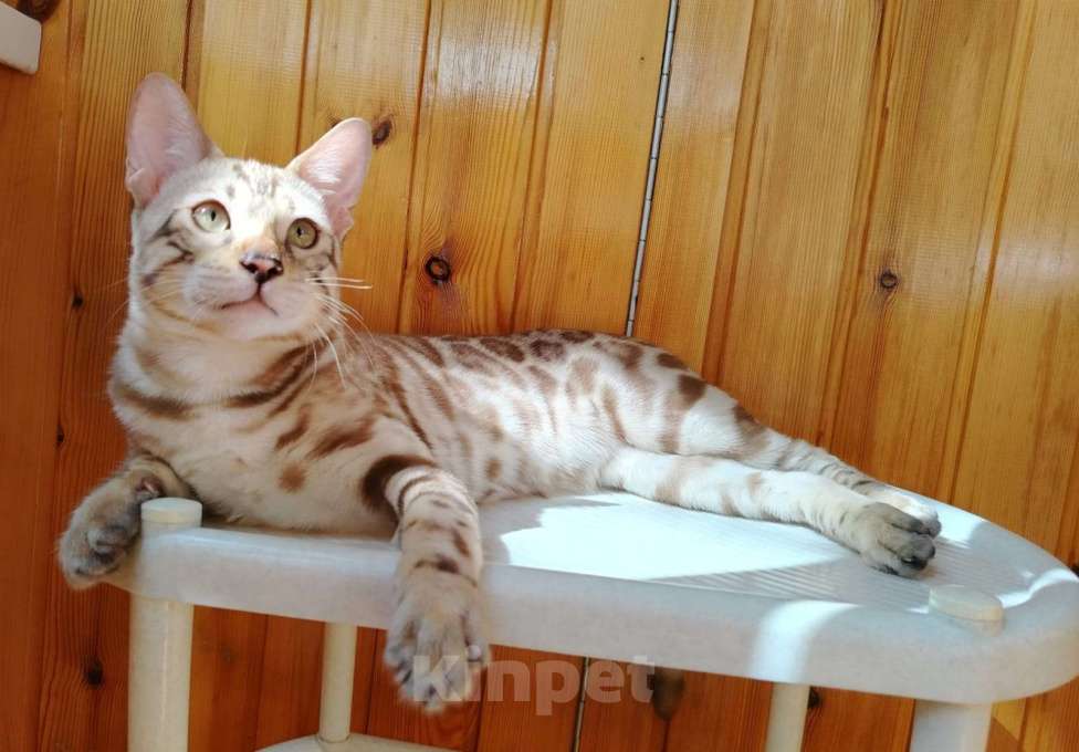 Кошки в Красноярске: Срочная продажа котенок мальчик-подросток Мальчик, Бесплатно - фото 6